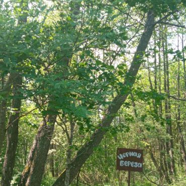 Экскурсия в «Липичанской Пущи»